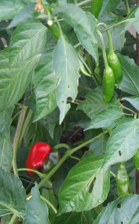 Chili