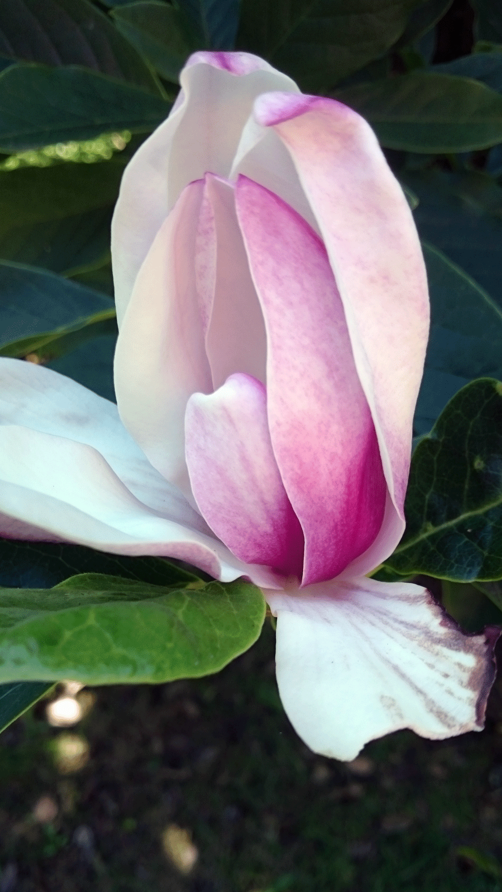 Magnolia